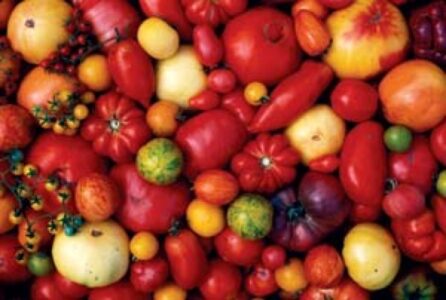 America’s Best Tomato Varieties Image